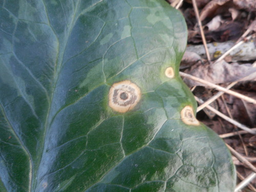Spermosporina aricola