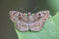 Quadrus u-lucida