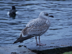 Larus argentatus