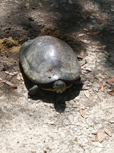 Alabama Red-bellied Cooter