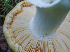 Russula lutea
