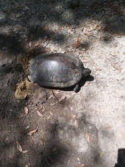 Pseudemys alabamensis