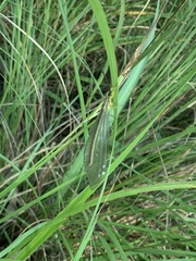 Banyutus lethalis