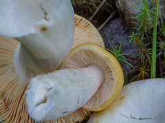 Russula lutea
