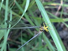 Banyutus lethalis