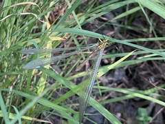Banyutus lethalis