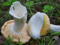 Russula lutea