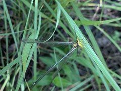 Banyutus lethalis