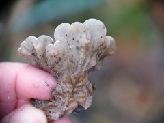 Auricularia mesenterica