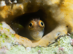 Alloblennius pictus