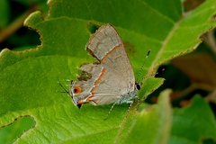 Electrostrymon endymion