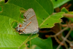 Electrostrymon endymion