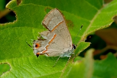 Electrostrymon endymion