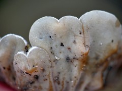 Auricularia mesenterica