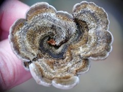 Auricularia mesenterica