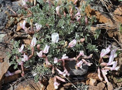 Astragalus heptapotamicus