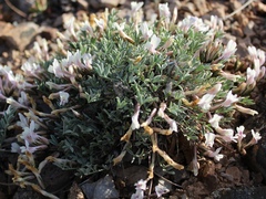 Astragalus heptapotamicus