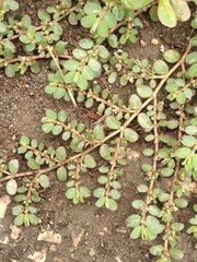 Euphorbia prostrata