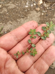 Euphorbia prostrata