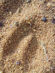 Sylvicapra grimmia
