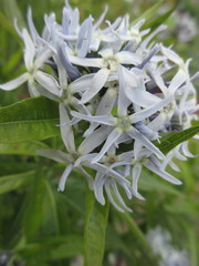 Amsonia orientalis