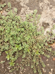 Euphorbia prostrata