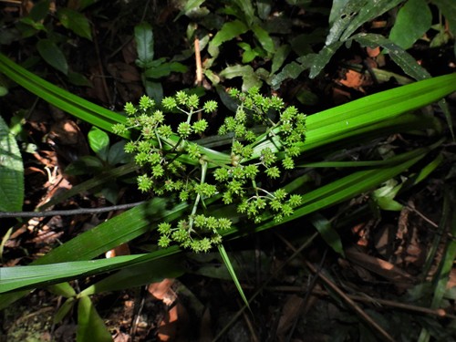 Subspecies Hypolytrum nemorum nemorum · iNaturalist