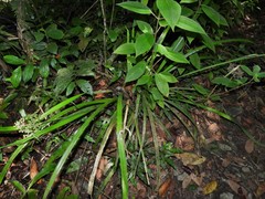 Hypolytrum nemorum nemorum