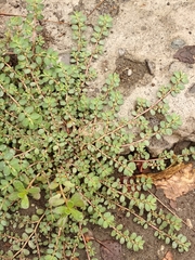 Euphorbia prostrata