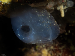 Rhopalaea