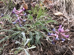 Astragalus tephrodes