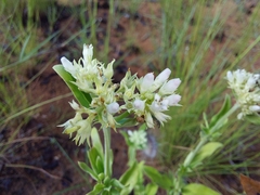 Agathisanthemum bojeri