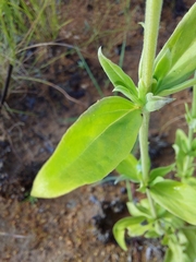 Agathisanthemum bojeri