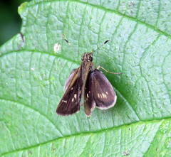 Vehilius stictomenes stictomenes