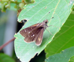 Vehilius stictomenes stictomenes