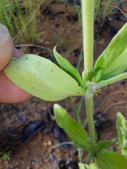 Agathisanthemum bojeri