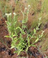 Agathisanthemum bojeri