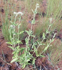 Agathisanthemum bojeri