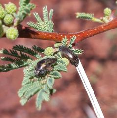 Acmaeodera foudrasi surcoufi