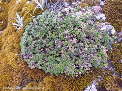 Draba aretioides