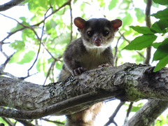 Bassariscus sumichrasti