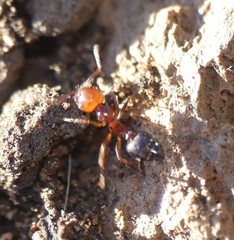 Crematogaster alluaudi
