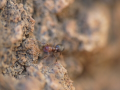 Crematogaster alluaudi