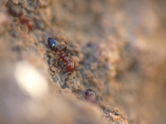 Crematogaster alluaudi