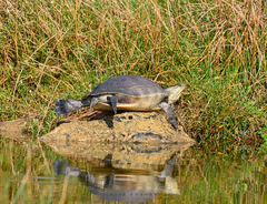 Trachemys decussata