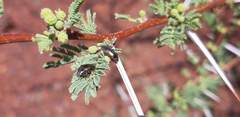 Acmaeodera foudrasi surcoufi