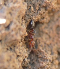Crematogaster alluaudi
