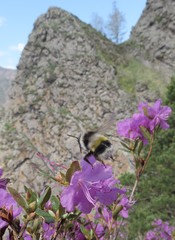 Bombus patagiatus