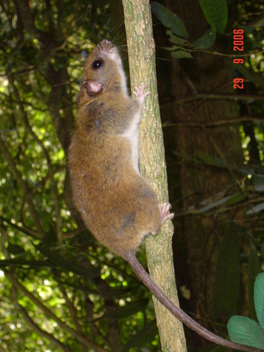 Itohã Climbing Mouse (Rhipidomys itoan) — Least Concern Mammalia