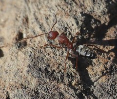 Camponotus feae